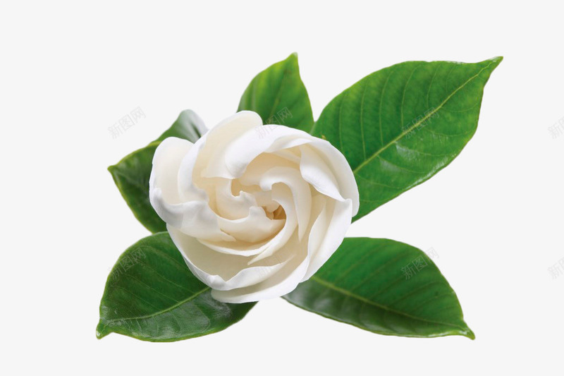 白色花卉png免抠素材_新图网 https://ixintu.com 叶子 白色 花卉 花瓣 花苞 茉莉花 茉莉花瓣