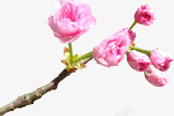 粉色艺术樱花花朵素材