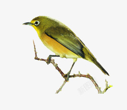 高清黄鹂png免扣素材树枝上的鸟高清图片