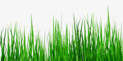 一排草城市风景绿色小草高清图片