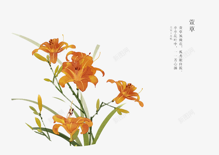 手绘花卉png免抠素材_新图网 https://ixintu.com 卡通 手绘 手绘插画 插画 萱草