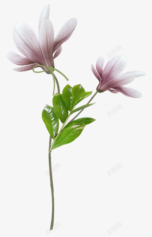 漂亮杜鹃花png免抠素材_新图网 https://ixintu.com 杜鹃花 漂亮 花卉 花朵 装饰