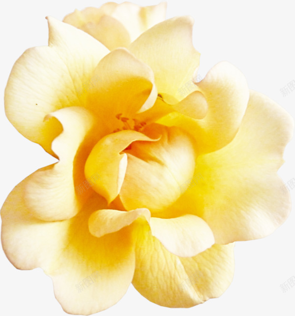 黄色木耳花朵实拍png免抠素材_新图网 https://ixintu.com 产品实物 花蕾 鲜花花朵 黄色花卉