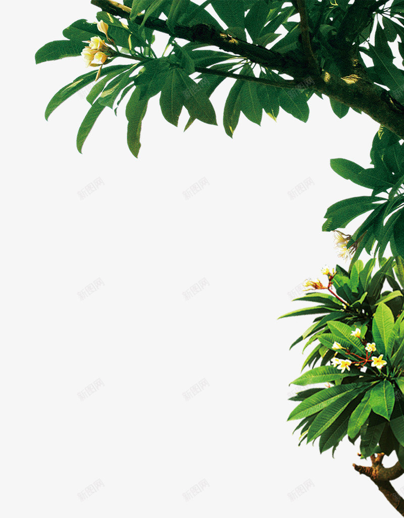 绿色简约植物树枝装饰图案png免抠素材_新图网 https://ixintu.com 免抠PNG 树枝 植物 简约 绿色 装饰图案