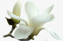白色木兰花开放的木兰花高清图片