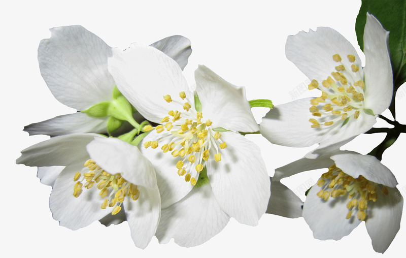 白色茉莉花png免抠素材_新图网 https://ixintu.com 开花 白色 花卉 花朵 花枝 茉莉花