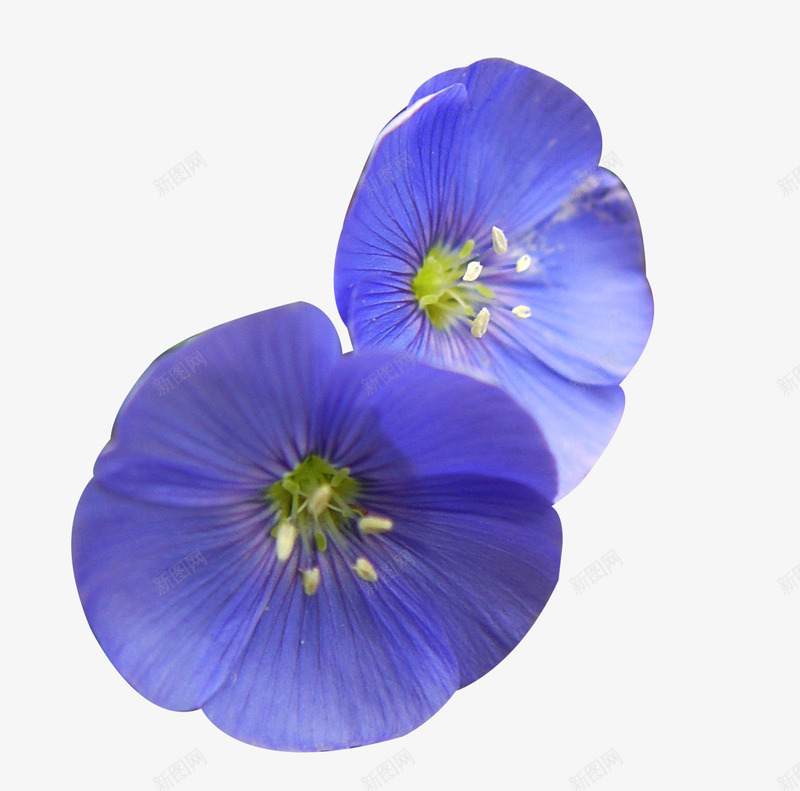 两朵紫亚麻籽花png免抠素材_新图网 https://ixintu.com 两朵 亚麻籽花 植物 紫花 花卉 鲜花
