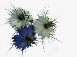 蓝色花蕊盛开的蓝色白色花瓣高清图片
