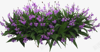 创意紫色的花卉紫罗兰png免抠素材_新图网 https://ixintu.com 创意 素材 紫罗兰 紫色 花卉