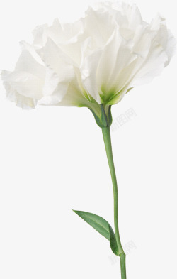 鲜花元素唯美花卉白色花束素材