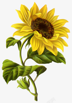 向日葵花黄色淘宝素材手绘卡通向日葵高清图片