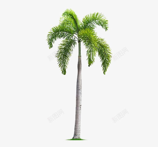 椰子树png免抠素材_新图网 https://ixintu.com 创意 创意小树 小树 树枝 树苗 植物 椰子树装饰 热带