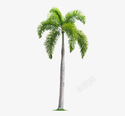 热带树枝椰子树高清图片