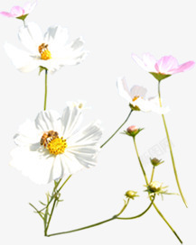 白色简洁花朵景观素材