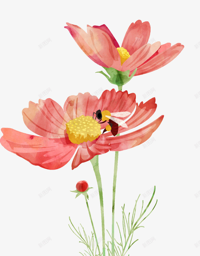 粉红色唯美水彩八瓣梅png免抠素材_新图网 https://ixintu.com 唯美 水彩 粉红色 花卉 蜜蜂