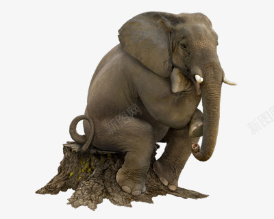思考的大象png免抠素材_新图网 https://ixintu.com 创意 动物 反省 大象 思考 端坐