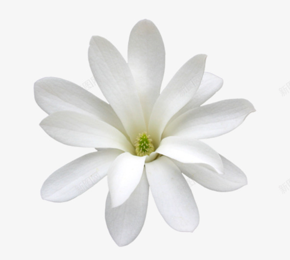白色茉莉png免抠素材_新图网 https://ixintu.com 中国风 手绘茉莉 白色 花卉 花朵 茉莉花 装饰 鲜花 黄蕊