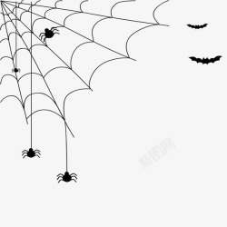 黑白蜘蛛蜘蛛网的高清图片
