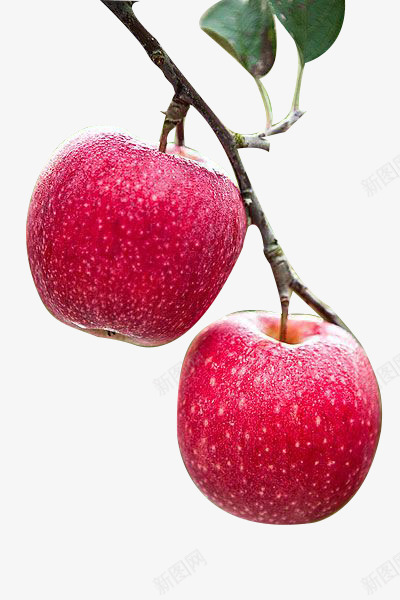 熟透了的苹果png免抠素材_新图网 https://ixintu.com 两个苹果 树枝 树枝加苹果 苹果