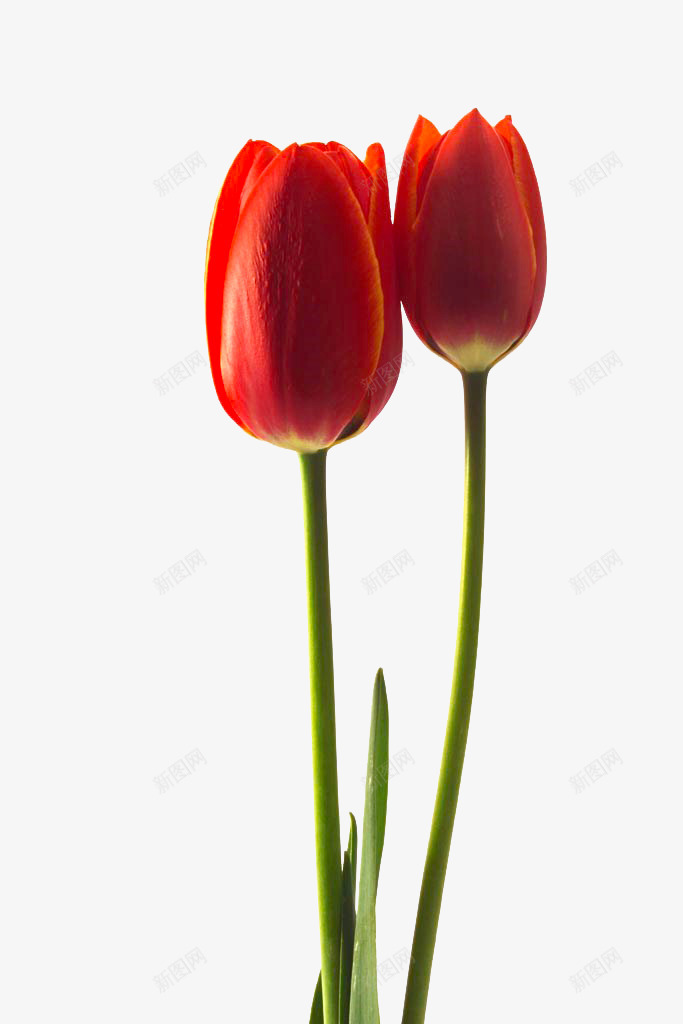 红色郁金香png免抠素材_新图网 https://ixintu.com 实拍图 植物 红色 花卉 郁金香