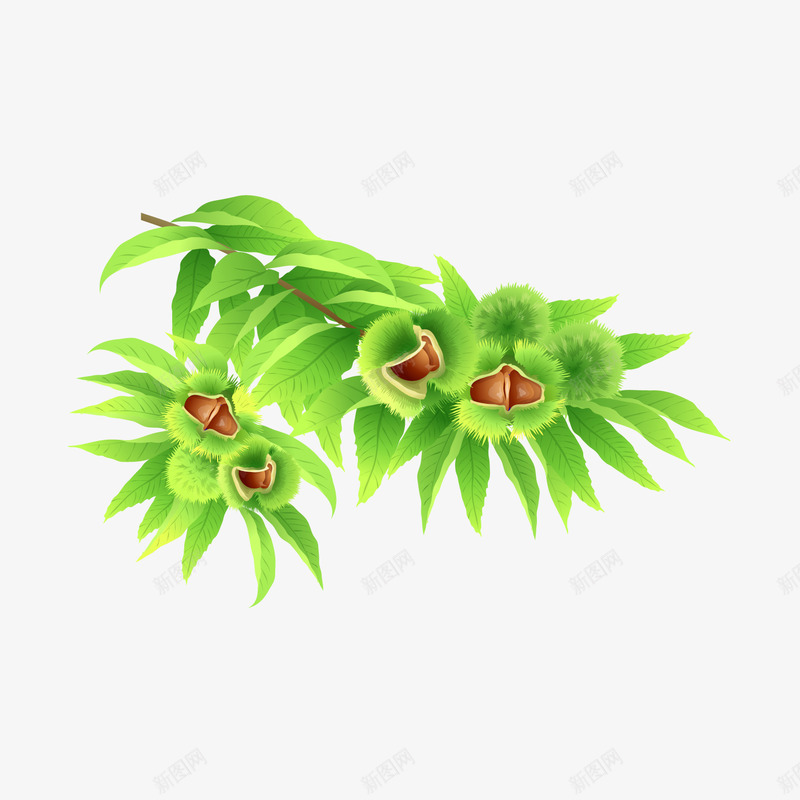 绿色的板栗树png免抠素材_新图网 https://ixintu.com 板栗 果实 树枝 植物 绿色