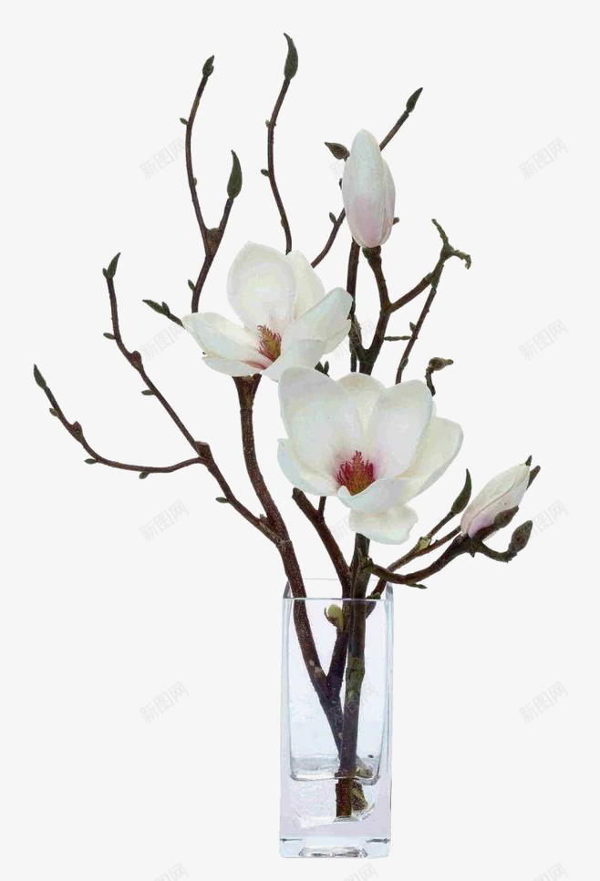 白色樱花png免抠素材_新图网 https://ixintu.com 树枝 植物元素 樱花 白色 背景装饰 花朵