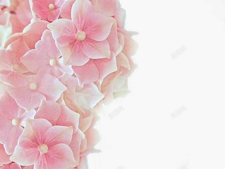 樱花花海png免抠素材_新图网 https://ixintu.com 樱花 粉色 花海