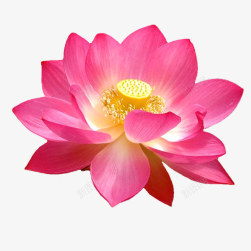 花卉植物png免抠素材_新图网 https://ixintu.com 植物 红色 花朵 花蕊 荷花