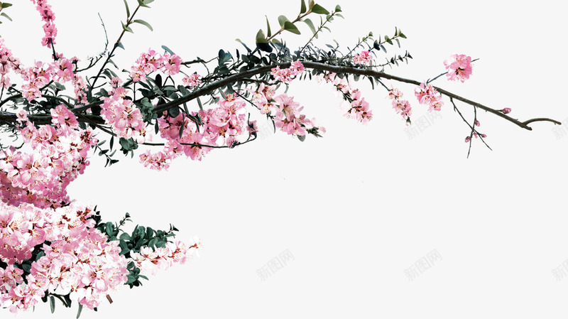 粉色创意花朵桃花树枝png免抠素材_新图网 https://ixintu.com 创意 树枝 桃花 粉色 花朵