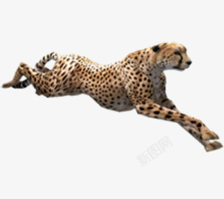 斑点豹奔跑猎豹高清图片