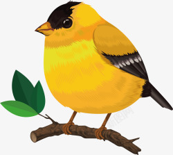 黄鸟胖胖的小黄鸟矢量图高清图片