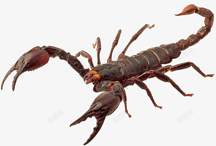 毒蝎子小动物png免抠素材_新图网 https://ixintu.com 动物 昆虫 毒虫 蝎子