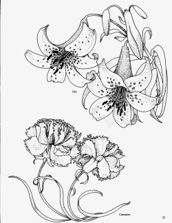 百合花花卉线描素材