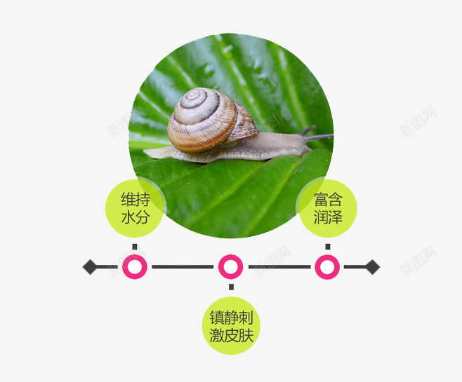 蜗牛png免抠素材_新图网 https://ixintu.com 护肤 美容 蜗牛原液 面膜