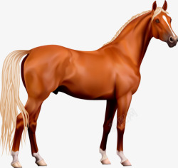 马的尾巴无背景动物世界马高清图片