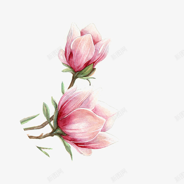手绘粉色樱花png免抠素材_新图网 https://ixintu.com 手绘 樱花 粉色 花朵