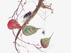 结网树上的蝉和蜘蛛高清图片