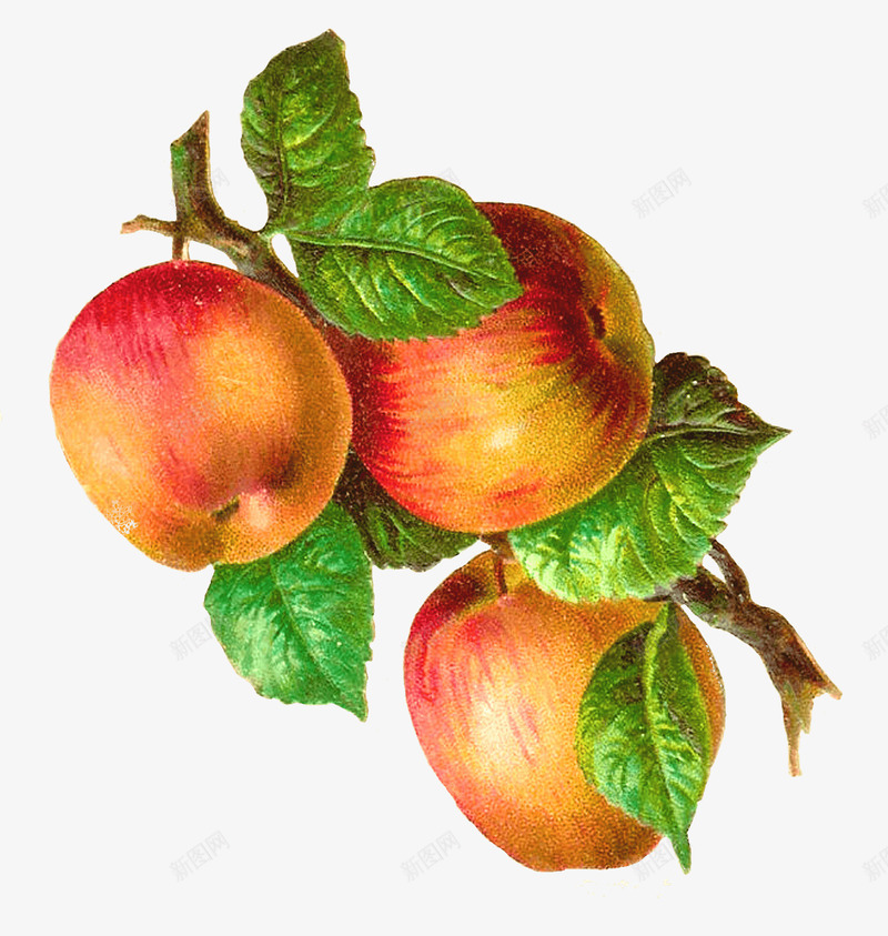 手绘苹果png免抠素材_新图网 https://ixintu.com 卡通 叶子 手绘 树枝 水彩 水果 油画 苹果 食物