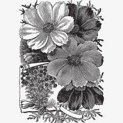 黑白花卉素描素材