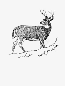 简洁小鹿手绘简洁小鹿高清图片