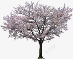 冬樱花树高清图片