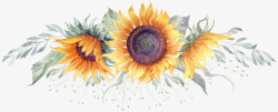 三朵手绘的向日葵素材