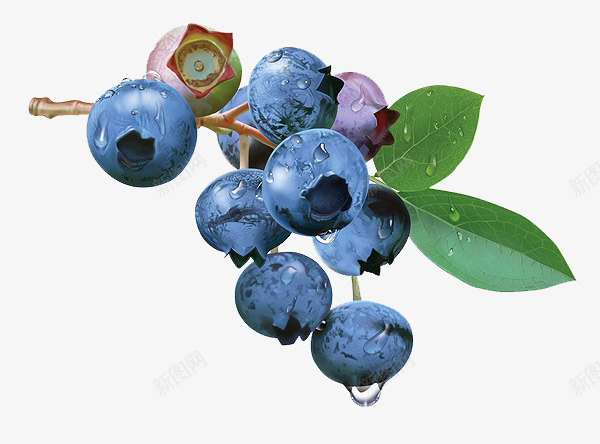 手绘的蓝莓果实画png免抠素材_新图网 https://ixintu.com 可口的 树枝 绿叶 蓝色的 蓝莓