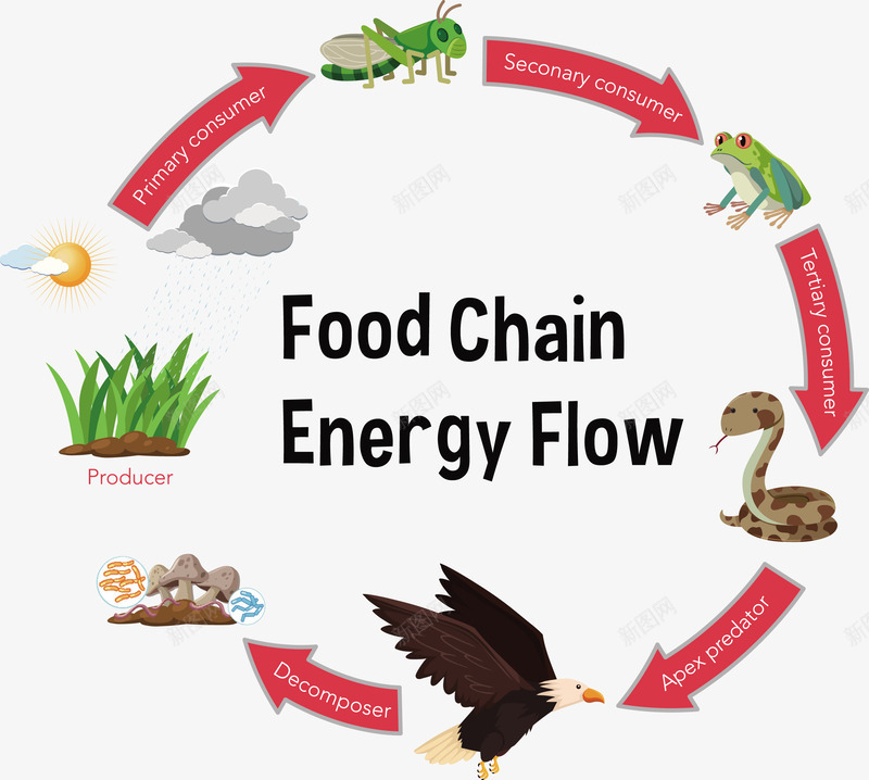 动物食物链矢量图eps免抠素材_新图网 https://ixintu.com 动物 植物 生物链PNG 矢量食物链 食物链 矢量图