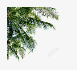 椰子树枝树叶高清图片