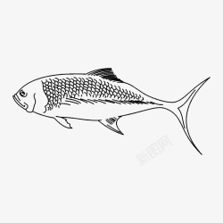 线描鱼海洋动物高清图片