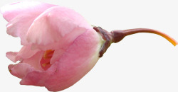 春季粉色樱花花朵花苞素材