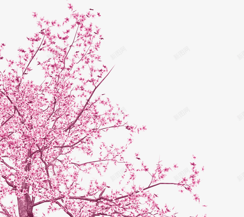 漂亮的樱花png免抠素材_新图网 https://ixintu.com 树 樱花 粉色 美丽