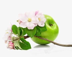 苹果花朵素材