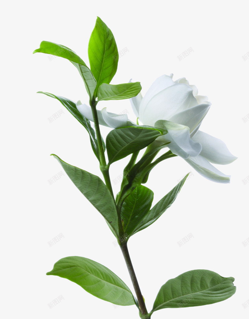 长白色花朵的绿树枝png免抠素材_新图网 https://ixintu.com 树枝 白色 花朵